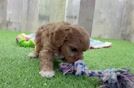 Cavapoo Puppy for Adoption