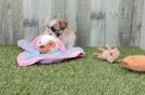 Happy Teddy Bear Baby