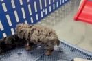 Cavapoo Puppy for Adoption
