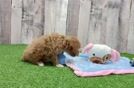 Poodle Puppy for Adoption