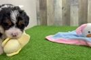 Little Mini Bernesedoodle Poodle Mix Puppy