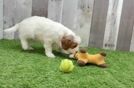Cavapoo Puppy for Adoption