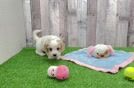 Popular Cavachon Designer Pup