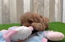 Mini Goldendoodle Pup Being Cute