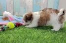 Meet Cyndi - our Teddy Bear Puppy Video