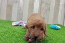 Happy Mini Goldendoodle Baby