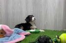 Friendly Mini Bernedoodle Baby