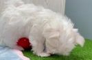 Maltese Pup Being Cute