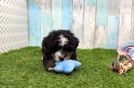 Small Mini Bernedoodle Baby