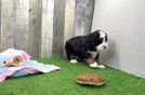 Meet Grande - our Mini Bernedoodle Puppy Video