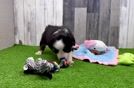 Meet Gemini - our Mini Aussie Puppy Video