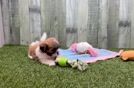 Meet Nero - our Teddy Bear Puppy Video