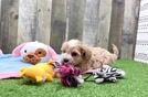 Best Maltipoo Baby