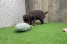 Friendly Poodle Purebred Pup
