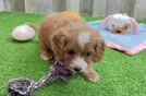 Cavapoo Puppy for Adoption