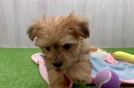 Morkie Puppy for Adoption