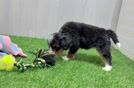 Petite Mini Bernedoodle Poodle Mix Pup