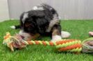 Little Bernese Doodle Poodle Mix Puppy