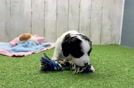 Adorable Cavalier King Charles Spaniel and Poodle Mix Poodle Mix Puppy