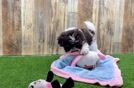 Hypoallergenic Havanese Baby