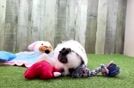Happy Shih Pom Baby