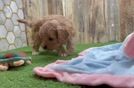 Hypoallergenic Cavadoodle Poodle Mix Puppy