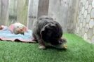 Meet Donnie - our Cavapoo Puppy Video  - Seaside Pups Small Cavapoo Baby