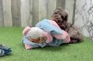 Cute Pooodle Purebred Puppy