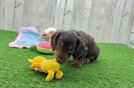 Best Dachshund Baby