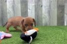 Cute Doxie Purebred Puppy