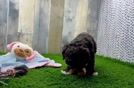 Best Cockapoo Baby