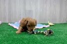 Maltipoo Puppy for Adoption
