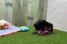 Best Yorkie Poo Baby