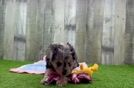 Small Mini Aussiedoodle Baby