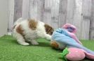 Funny Havapoo Poodle Mix Pup
