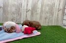 Cavapoo Puppy for Adoption