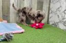 Cute Mini Labradoodle Baby