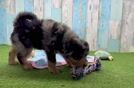 Meet Jack - our Mini Pomskydoodle Puppy Video