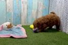 Meet Elon - our Mini Goldendoodle Puppy Video