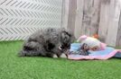 Best Mini Aussiedoodle Baby