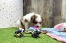 Meet Callista - our Cavapoo Puppy Video