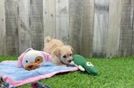Small Maltipoo Baby