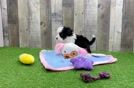 Petite Mini Bernedoodle Poodle Mix Pup
