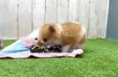 Pomeranian Puppy for Adoption