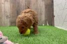 Mini Goldendoodle Pup Being Cute