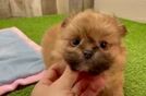 Shih Pom Puppy for Adoption