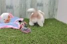 Fluffy Teddy Bear Designer Pup
