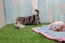 Meet Goldie - our Yorkie Poo Puppy Video
