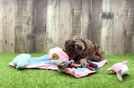 Cavapoo Pup Being Cute