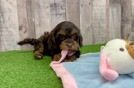 Cockapoo Pup Being Cute